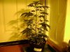 DSC00505.jpg