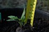 dopewear-albums-ghetto-veg-box-first-outdoor-grow-picture61147-dsc-3052.jpg