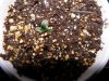 seedling..JPG