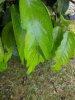 IMG_20200621_104023.jpg