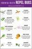 essential-oils-repel-bugs-list3.png