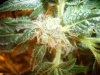 05_31_09_Bud_sm.jpg