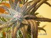 F-1 Flowering 027.jpg