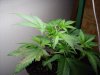 the skunk 008.jpg