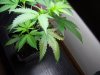 the skunk 004.jpg