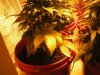 6 Weeks, yellowing leaves.jpg