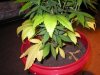 6 weeks, yellowing leaves 2.jpg