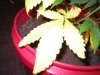 6 weeks, yellowing leaves 3.jpg