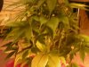 6 weeks, yellowing leaves 7.jpg