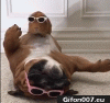 Funny-Guinea-Pig-Dog-Video-Glasses-Gif.gif