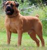 boerboel.JPG