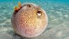 Pufferfish.jpg