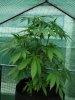 IMG_20200629_200107.jpg