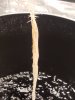 Pythium 3.jpg