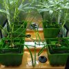 1999907_female-seeds-c99-grow-journal-by-animateyfemale-seedsc99_m.jpg