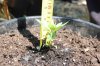 dopewear-albums-ghetto-veg-box-first-outdoor-grow-picture61500-dsc-3058.jpg