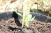 dopewear-albums-ghetto-veg-box-first-outdoor-grow-picture61503-dsc-3061.jpg