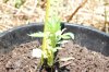 dopewear-albums-ghetto-veg-box-first-outdoor-grow-picture61504-dsc-3062.jpg