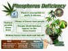 phosphours-deficiency-in-a-cannabis-plant-e1559055728698~2.jpg