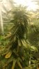 IMG-20200709-WA0016.jpeg