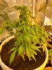20200713_130352.jpg