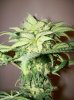 dirtmeds-albums-growop-09-picture61891-mazaar-cola-56-days.jpg