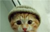 cats%20with%20hats%201799.jpg