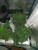 IMG_20200720_193038610.jpg