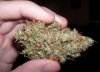 AK-47-Weed.jpg