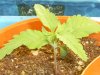 grow journal 089.jpg