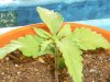 grow journal 096.jpg