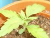 grow journal 098.jpg