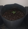 day 12 new pot.jpg