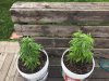 Cannabis Grow      Outdoor 2020        Left= Auto Kush   Right=Northlights (2).jpg