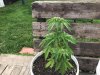 Cannabis Grow      Outdoor 2020        Side View Of Auto Kush.jpg