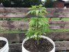 Cannabis Grow      Outdoor 2020        Side View Of Northernlights.jpg