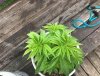 Cannabis Grow      Outdoor 2020        Top View Of Northernlights.jpg
