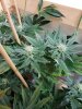 Seedsman-random-fem-week6-2.jpg