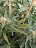 Seedsman-random-fem-week6-3.jpg