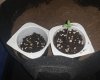 day 18 - bagseed.jpg