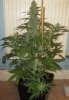 Pineapple C99 pheno - day 43 flower.jpg