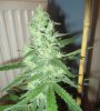 Pineapple C99 pheno cola close up - day 43 flower.jpg