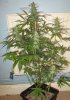 SSH x C99 pheno - day 43 flower.jpg