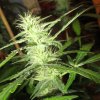 SSH x C99 pheno, bud close up - day 43 flower.jpg