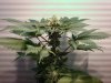 greenhouse 079.jpg