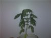 plantpic3.jpg