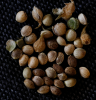 seeds_AOxAO_08-10-20.png