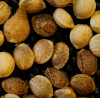 seeds_AOxAO_2_08-10-20.png