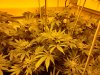 all-gaia-week7-hps.jpg