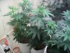 thc bomb, caramelicious and bagseed, flowering, start of week 1 046.JPG